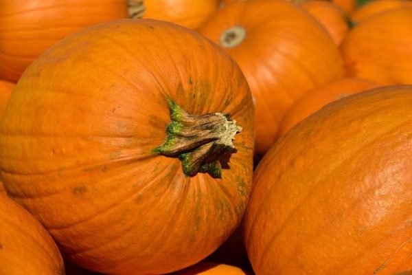 pumpkin