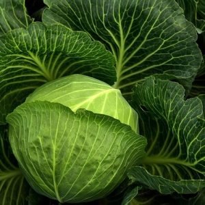 cabbage