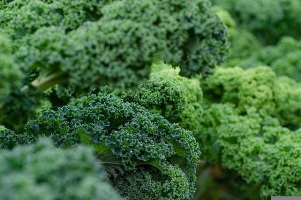 kale