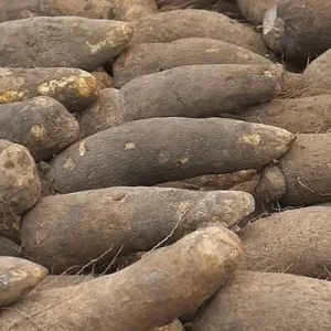 Yam
