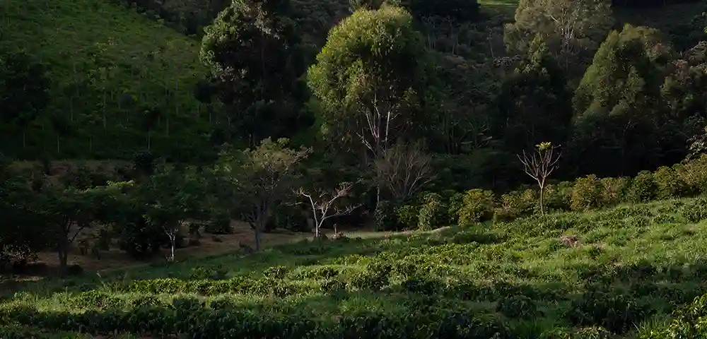 Agroforestry