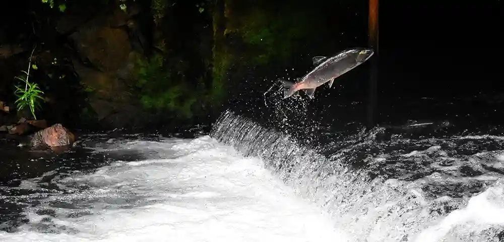 Aquaculture