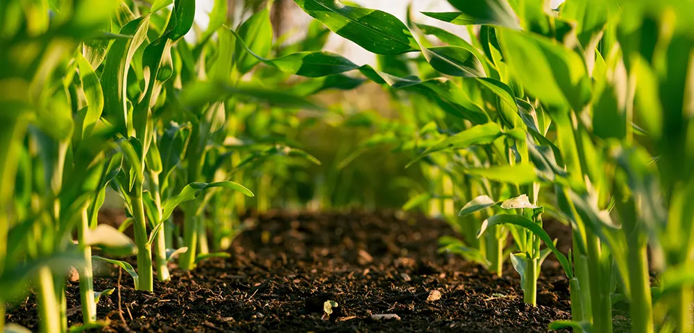 Farming Practices