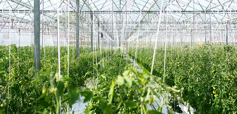 Greenhouses