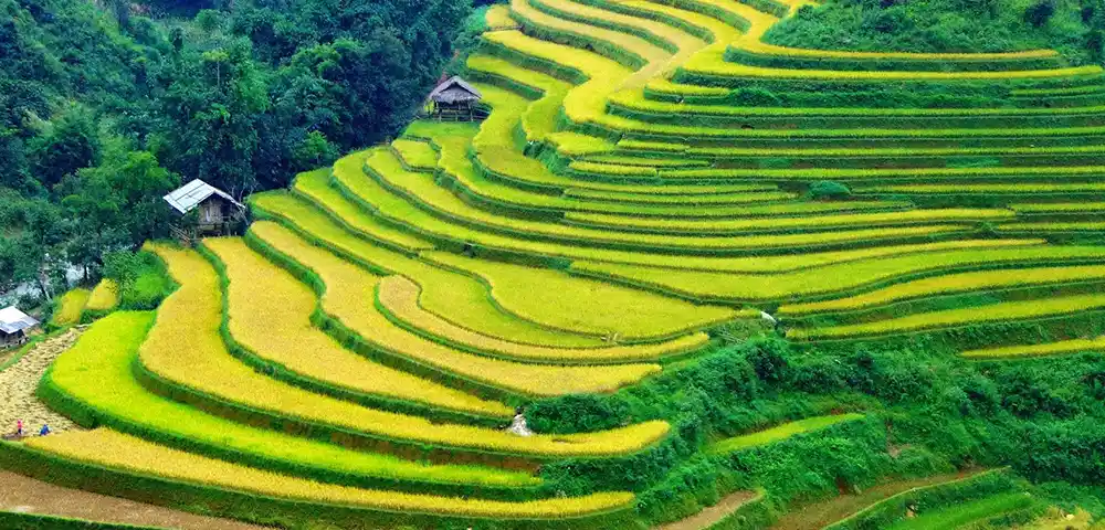 Hillside Terracing
