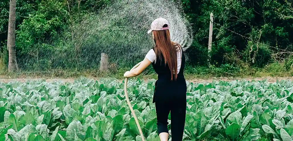 Irrigation